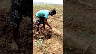 Weeding by Spading in Tomato Field shorts [upl. by Aldred117]