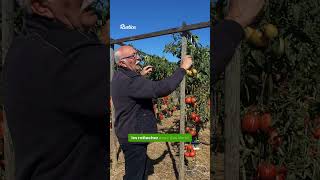 Plus de tomates en les cultivant en hauteur [upl. by Nesyt]