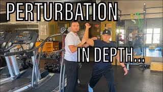 Shoulder Perturbation Exercises in Physical Therapy [upl. by Anilehs]