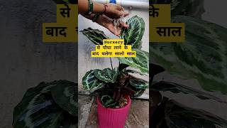 😱अब नहीं मरेगा पौधा नर्सरी से लाने के बाद✅ nursery gardeningtips homegardening plantsviralvideo [upl. by Eojyllib]