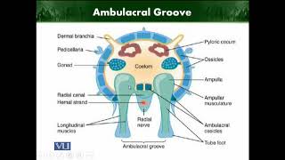 Ambulacral Groove  Animal Diversity Invertebrates  ZOO512TTopic225 [upl. by Kaiulani]