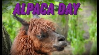 Alpaca Day September 26 Activities and How to Celebrate National Alpaca Day [upl. by Adnwahsar]