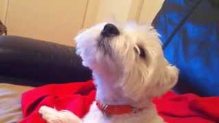 Bilou the westie howling with Mozart [upl. by Anahcra]