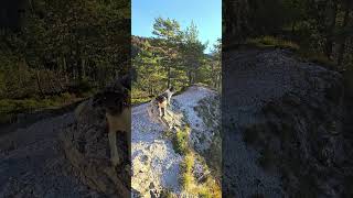 morning sun therapy with a beautiful view with border collie blue merle 😍💕🐕‍🦺🐕‍🦺 [upl. by Garibold]