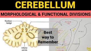 Cerebellum  2  Morphological amp Functional Divisions [upl. by Arette]