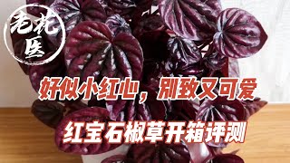 【开箱评测085】叶片好似小红心，美观别致又可爱！红宝石椒草开箱评测与养护分享 Unboxing and repotting Red Peperomia caperata [upl. by Elenaj]