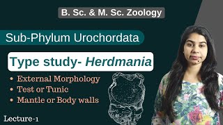 Urochordata  Herdmania  Part1  In Hindi  B Sc amp M Sc  Zoology [upl. by Ronn388]