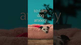 The Dog Channel Calm Pet Anxiety During Fireworks WhiteBrownGreenPink Noise dogslife [upl. by Eagle]