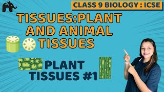 Tissues  Animal amp Plant Tissues  Class 9 OneShot Easiest Lecture  Class 9 Science Ch 6  202223 [upl. by Ferren]