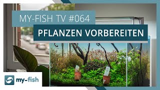 Aquarienpflanzen richtig vorbereiten  myfish TV 064 [upl. by Dagmar]