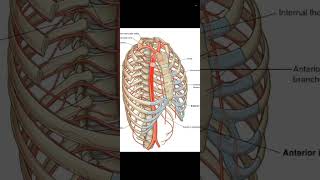 Thoracic wall  intercostal vessels and nerves [upl. by Appolonia]