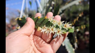 Cuidados del Rhipsalis houlletiana  Lepismium houlletianum  Cactus Sierra  flora argentina [upl. by Sul]