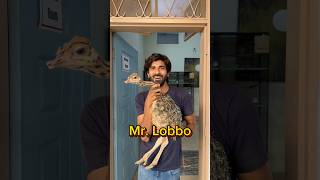 Mr Lobbo P4 shorts viral wildlife ostrich ostrichbird [upl. by Tally513]