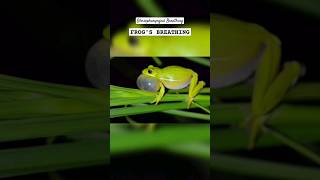 FROGS BREATHING SHORT  Glossopharyngeal breathing shorts viral trending frog youtubeshorts [upl. by Rebmit]