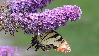 Butterfly Bushes  How To Prune to produce beautiful foliage [upl. by Harold]