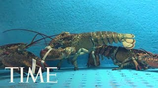 Switzerland Is Making It Illegal To Boil Live Lobsters Law Set To Be Enacted In March 2018  TIME [upl. by Felike]