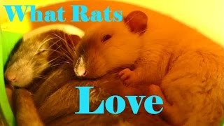 10 Things my Pet Rats love to do [upl. by Giffy]