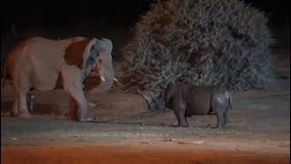 Angry Elephant amp Rhino JungleFight Night amp a Big Deep Woundviral youtubevideoyoutubeanimallife [upl. by Imot]