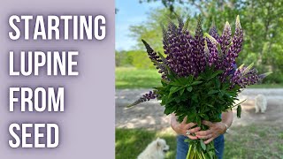 How To Start LUPINE From SEED  PepperHarrowFarmcom [upl. by Puna]