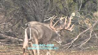 TROPHY BUCK 31 58quot WIDE [upl. by Hyams]