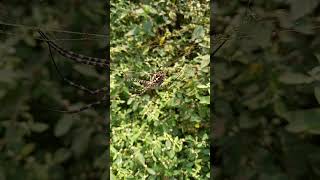 Golden Spider taking Sunbath in jungle this winter morning [upl. by Eliades393]