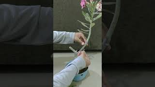 Adenium pruning tips adenium plants rose shorts viralvideo youtube music song garden fish [upl. by Eednarb]