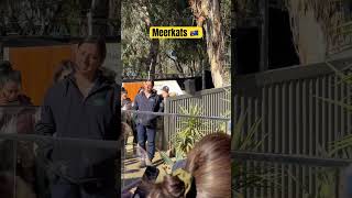 meerkat in Ballarat wildlife park foryou viral ytshorts shorts shortsvideo trending aus [upl. by Huxham]