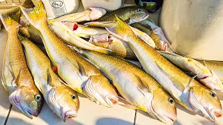 91424 New York Tilefish Fishing aboard Canyon Lady Charters RafSowiOutdoors Go Get’em 🔥🔥 [upl. by Nauqat462]