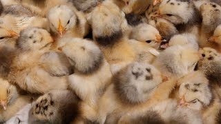 Lakenvelder Farm  New Chicks [upl. by Cart]