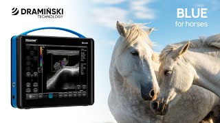 DRAMIŃSKI BLUE The stateoftheart portable ultrasound scanner for horse diagnosing [upl. by Jew]