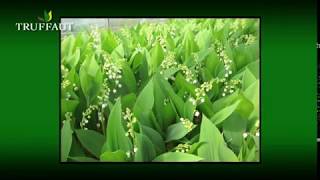 Le muguet planter et entretenir ses brins de muguet ou muguet en pot  Truffaut [upl. by Tat]