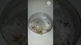 Reaction Of Sodium Carbonate And Sulfuric Acid [upl. by Thun]