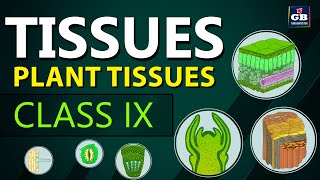 Plant TISSUES  TISSUES chapter Class 9th biology  Ncert class 9 cbse 9 Biology syllabus [upl. by Ader161]