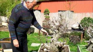 INTERNATIONAL BONSAI ACADEMY with Walter Pall  Episode VII  Extra large Carpinusstyling [upl. by Krause]