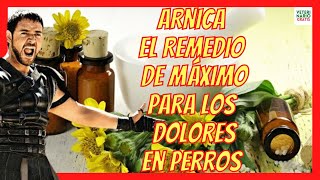 ÁRNICA 💝 UNO DE LOS MEJORES ANTIINFLAMATORIOS NATURALES 💝PARA PERROS [upl. by Eimat]