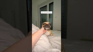 🐶👩🏼 Naše basic ráno 🩷 doglover vlog frenchie [upl. by Llorrac662]