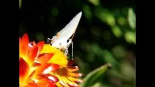 A Flurry of Flutterbies  Missouri Butterflies with IDs [upl. by Aryek189]