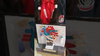 Science Exhibition Model Heart Working Model by Rashi Chandrakar Grade 7 [upl. by Milas]