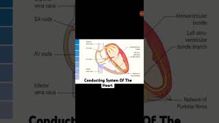 Conducting System of the heartNursingEducationp9e nursingeducation viralshort [upl. by Amatruda838]