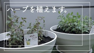 【ベランダ菜園 】ハーブをたくさん植えました。【ベランダ ガーデニング】 [upl. by Eikciv453]