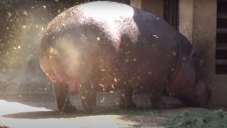 AMAZING HIPPO POOPING SPINNING TAIL  ONE OF A KIND FOUNTAIN BURST OF EPIC PROPORTIONS [upl. by Amabelle]