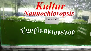 Kultur Phytoplankton Nannochloropsis [upl. by Adore]