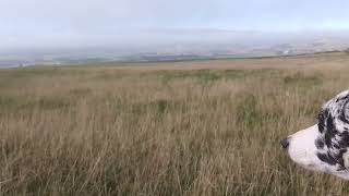 Luna on Saline Hill Fife Scotland [upl. by Sabir5]