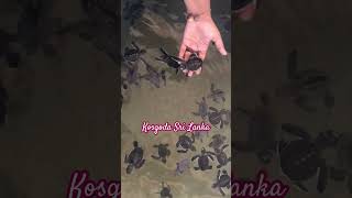 Kosgoda Sri Lanka 🇱🇰 🇱🇰🇱🇰🐢🐢🐢  Kosgoda sea turtle conservation project trending [upl. by Eseerehs]