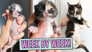 Learn How Baby Kittens Grow 08 Weeks [upl. by Nerro]