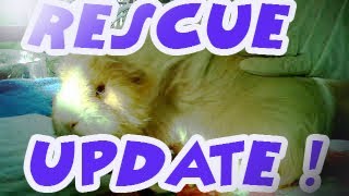 Guinea pig Rescue family surrendered full happy update [upl. by Doll]