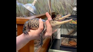 Barrier Island Environmental Education Program Herpetology Adventure Class 2020 [upl. by Oretos410]