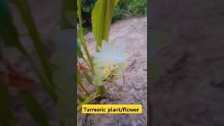 Turmeric plant amp flower desifood nature villagenature love [upl. by Wernda]