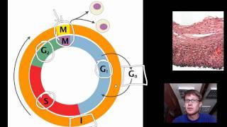 Cell Cycle Mitosis and Meiosis [upl. by Kentiga]