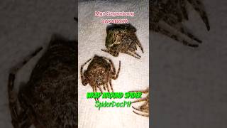 WRAPAROUND SPIDER Dolophones conifera Gagambang BakaBaka [upl. by Odnomra]